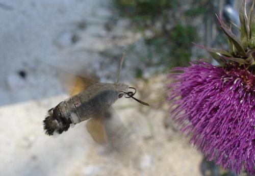 Macroglossum stellatarum