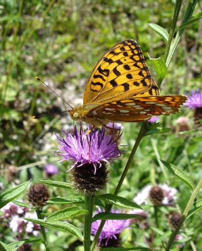 Argynnis adippe