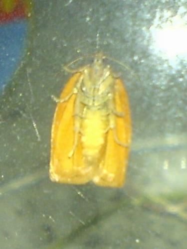 Réf. 6 627 : Cacoecimorpha pronubana