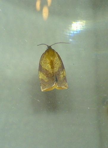 Cacoecimorpha pronubana