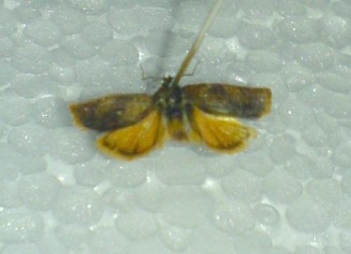 Cacoecimorpha pronubana