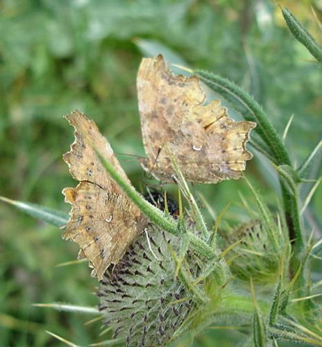 Polygonia c-album