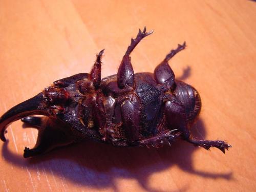 Megaceras jason