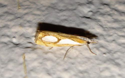 Réf. 6 245 : Catoptria pinella