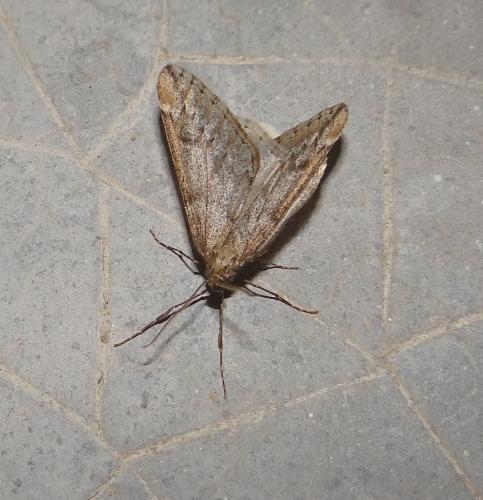Réf. 6 949 : Alsophila aescularia