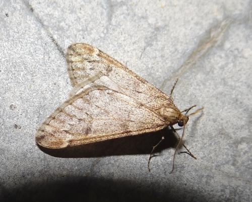 Réf. 6 948 : Alsophila aescularia