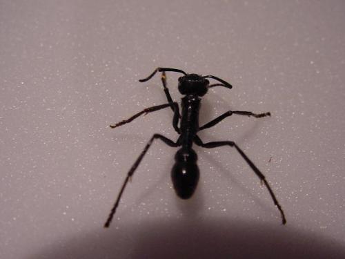 Réf. 6 480 : Paraponera clavata