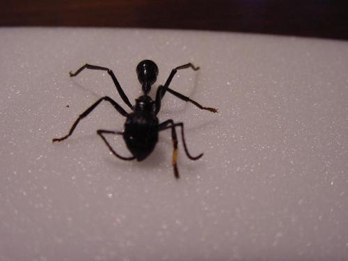 Réf. 6 481 : Paraponera clavata
