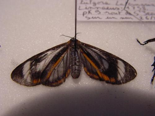 Hyalurga leucophlebia
