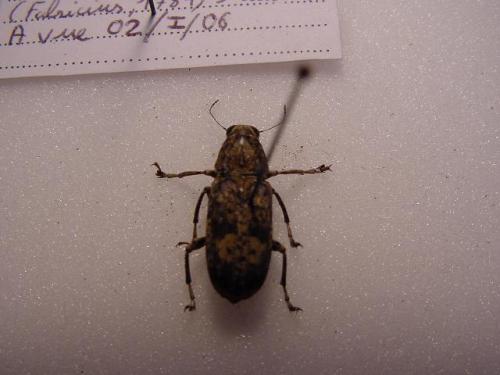 Nemotrichus sp.