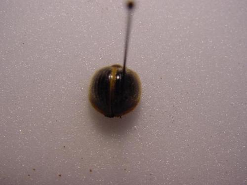 Nilio sp.