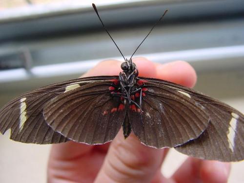 Heliconius sara