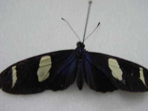 Heliconius sara