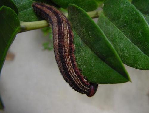 Brassolis sophorae