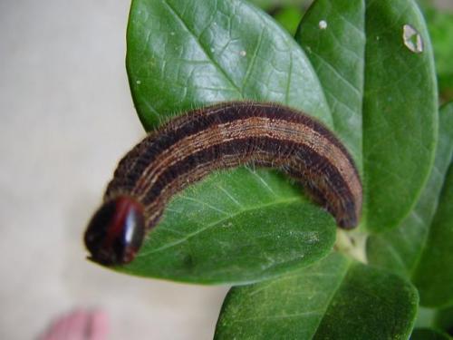 Brassolis sophorae