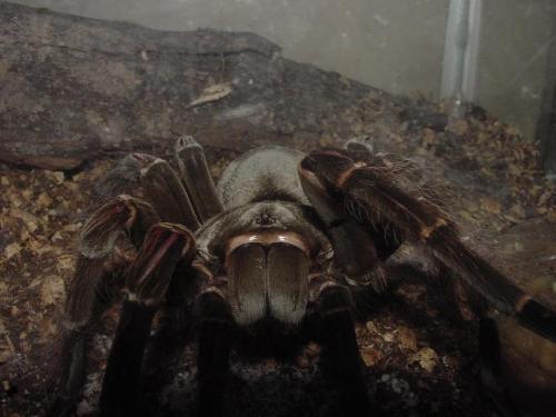 Theraphosa blondi