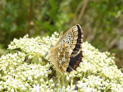Polyommatus coridon