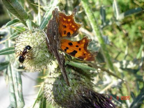 Réf. 6 044 : Polygonia c-album