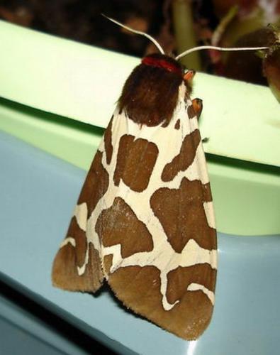 Arctia caja