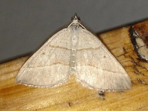 Réf. 6 252 : Scotopteryx sp.