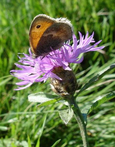 Coenonympha pamphilus