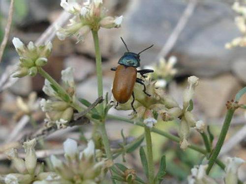 Réf. 6 454 : Labidostomis sp.