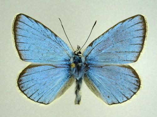 Réf. 6 018 : Polyommatus dorylas
