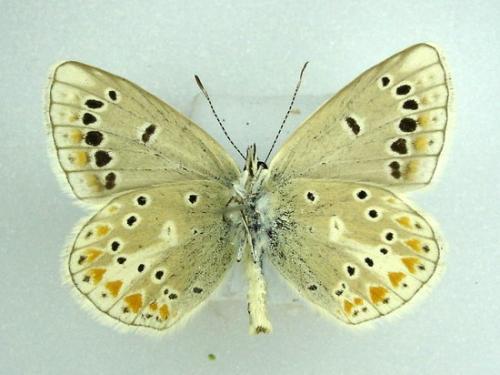 Réf. 6 019 : Polyommatus dorylas