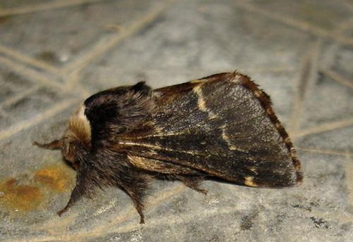 Poecilocampa populi