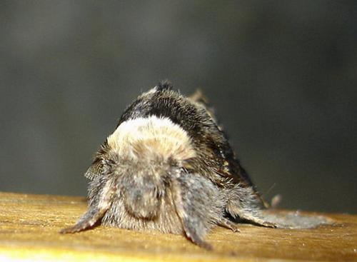 Poecilocampa populi