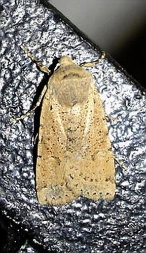 Réf. 6 140 : Conistra daubei