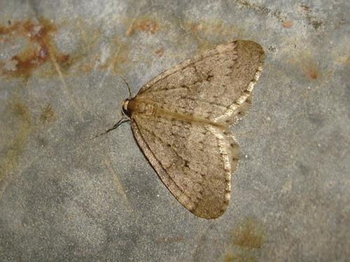 Operophtera brumata