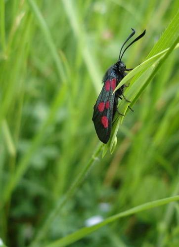 Zygaena trifolii
