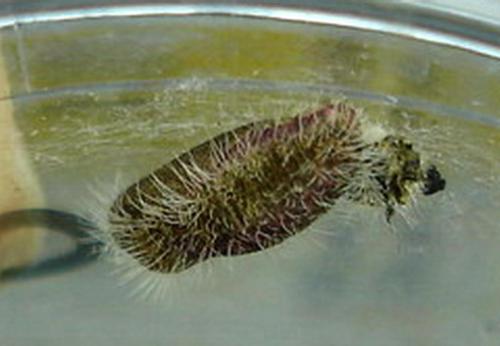Cacyreus marshalli