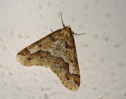 Erannis defoliaria