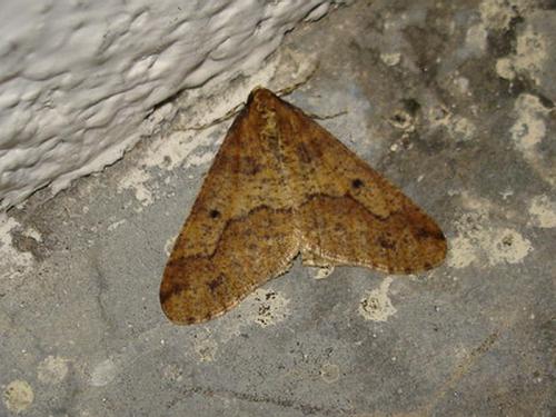 Erannis defoliaria