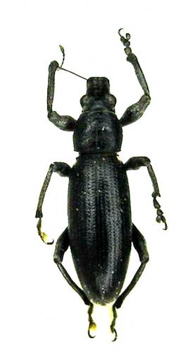 Brachyderes lusitanicus