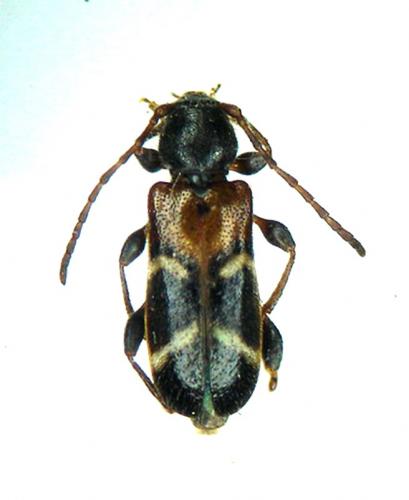 Réf. 6 550 : Poecilium alni