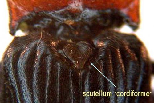 Réf. 6 554 : Cardiophorus gramineus