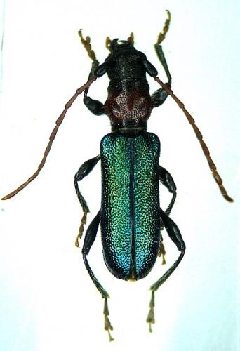 Certallum ebulinum