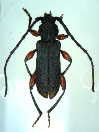 Ropalopus femoratus