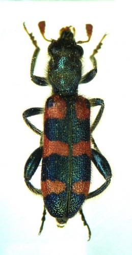 Réf. 6 579 : Trichodes leucopsideus