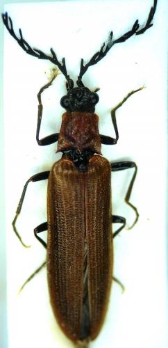 Denticollis rubens
