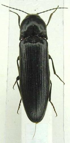 Réf. 6 780 : Melanotus villosus
