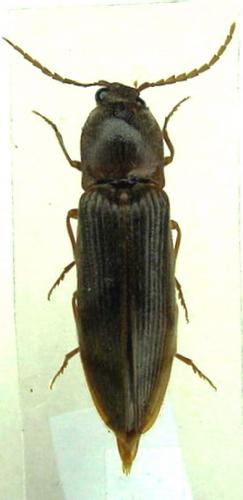 Réf. 6 781 : Stenagostus rhombeus