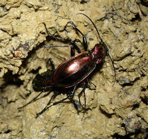 Réf. 6 787 : Carabus splendens