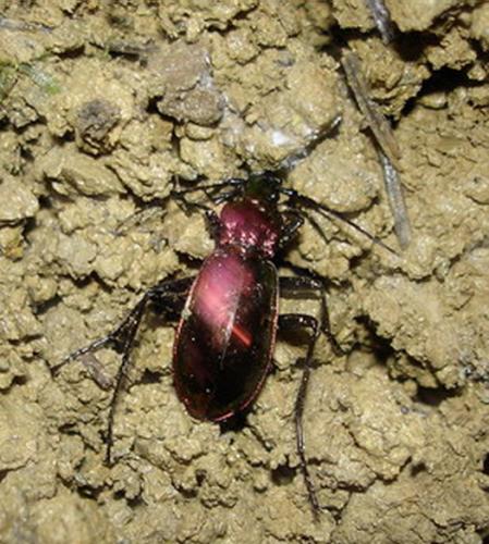 Carabus splendens