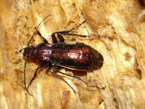Réf. 6 797 : Carabus splendens