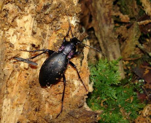 Réf. 6 790 : Carabus violaceus