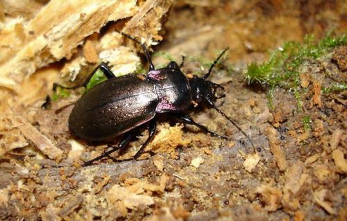 Réf. 6 789 : Carabus nemoralis pascuorum